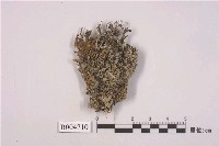 藏品(大孢衣屬)的圖片